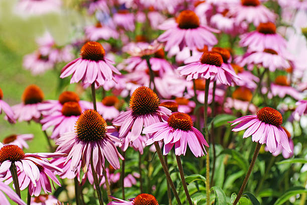 istock Field of coneflowers 153132687