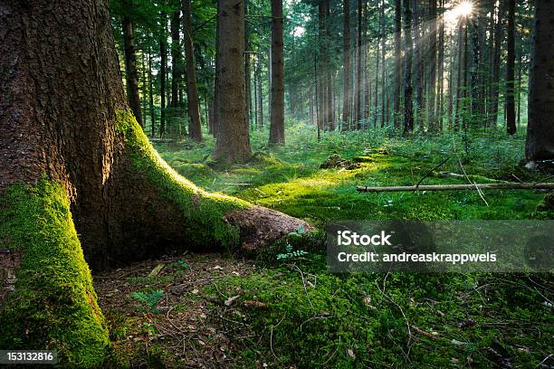 Fairytale Forest Ground Stock Photo - Download Image Now - Dusk, Europe, Fairy Tale