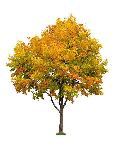 automne arbre isolé - vibrant color outdoors tree autumn photos et images de collection