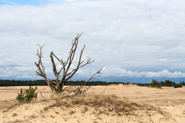 istock Landscape at Kootwijkerzand 1531347895