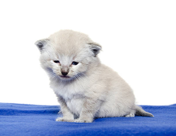 Cute baby kitten on blue blanket