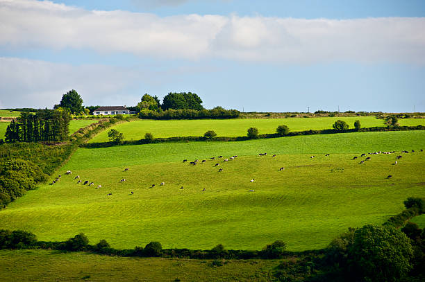 Green field in Ireland during summer