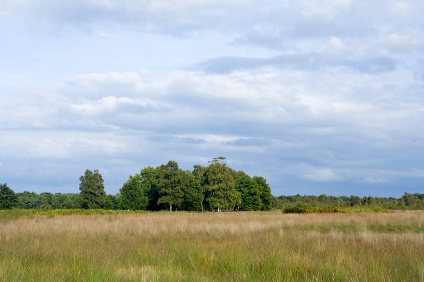 istock Landscape at Haaksbergerveen 1531351006