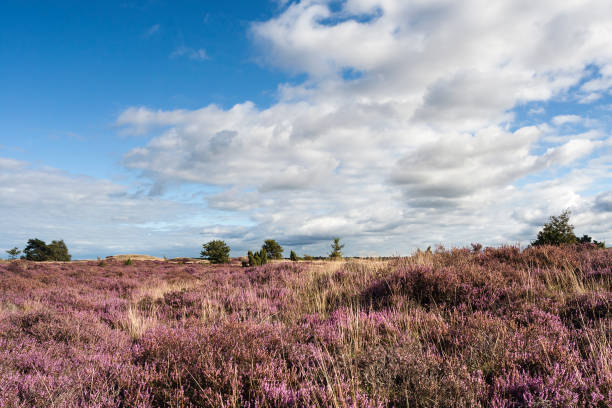 istock Landscape at Kootwijkerzand 1531352075