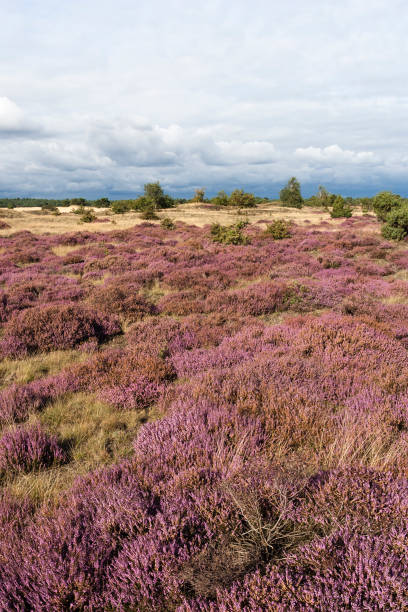 istock Landscape at Kootwijkerzand 1531352564