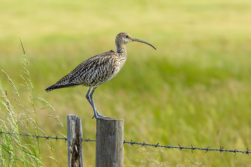 Curlew, Scientific name:  Numenius arquata.  Close up of an adult curlew stood on a fence post in natural farmland habitat, facing right.  Curlew are a declining species on the IUCN red list. Horizontal, Space for copy.