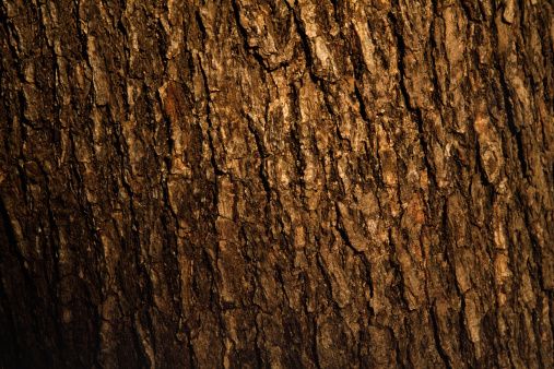 Close-up shot of bark of pine tree texture background.