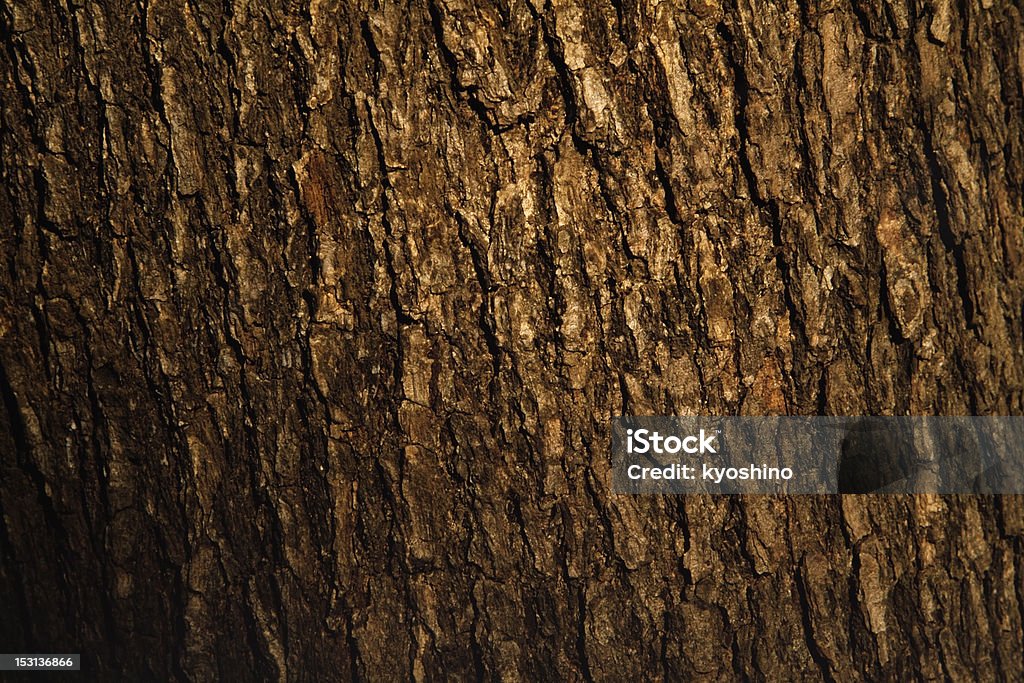 Bark of pine tree texture background Close-up shot of bark of pine tree texture background. Full Frame Stock Photo