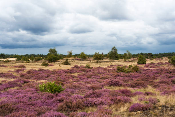 istock Landscape at Kootwijkerzand 1531369326