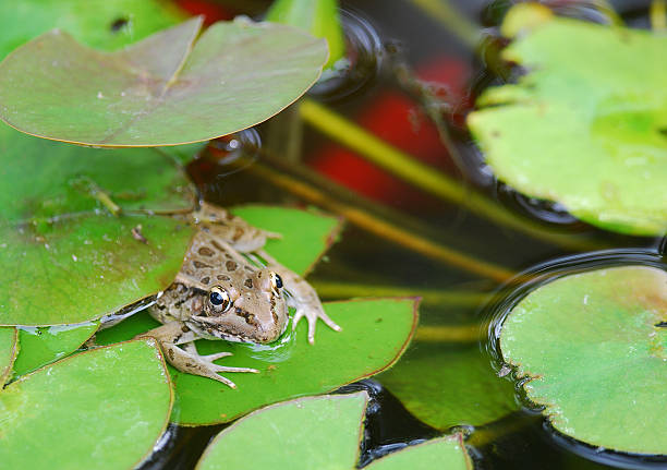 istock Bullfrog (Rana catesbeiana) in Koi Pond 153137012