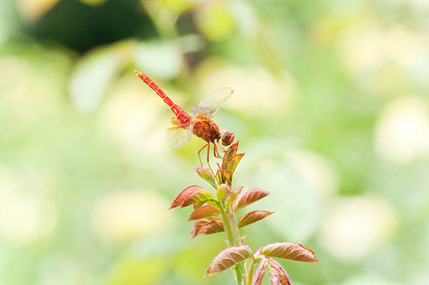 libellula - foto stock