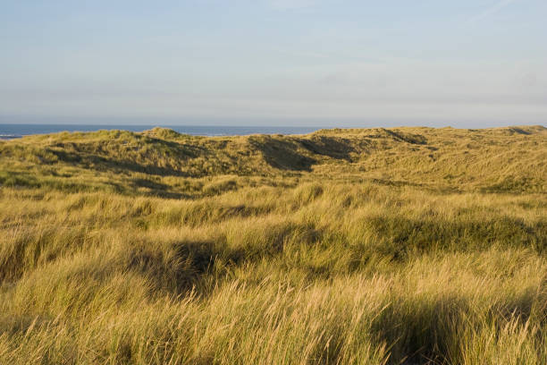 istock Duinen op Vlieland, Dunes at Vlieland 1531376175
