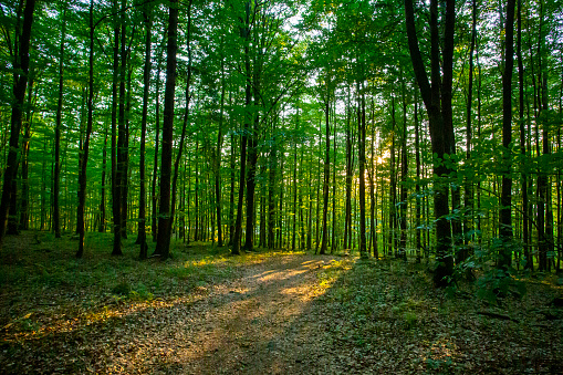 Forest, sunset. Biosphere reserve - Biosphärenreservat Rhön, Germany