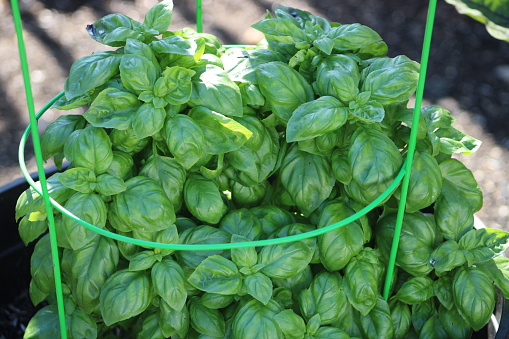 The top down, close up view of a flourishing basil plant in the vegetable garden.