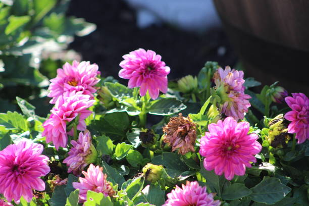 istock Purple Dahlias 1531390452