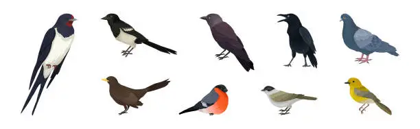 Vector illustration of Feathered Birds or Avian with Wings Vector Set