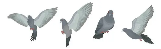 Vector illustration of Grey Domestic Pigeon or Dove as Feathered Bird Vector Set