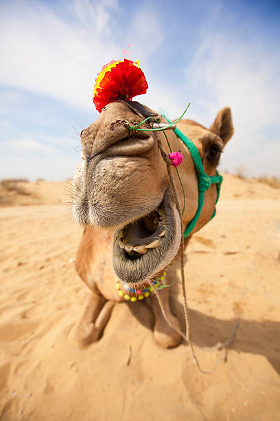 웃음소리 낙타 - india rajasthan thar desert travel 뉴스 사진 이미지