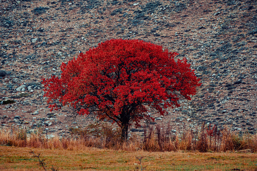 Beautiful tree with bright red foliage, autumn landscape