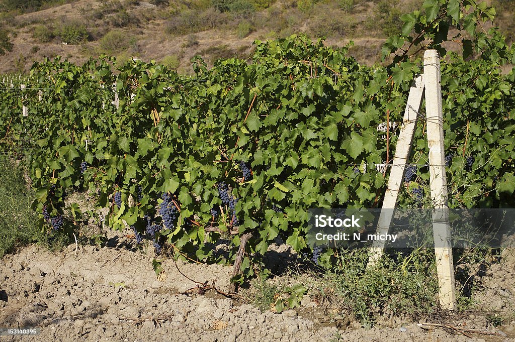 Vineyard in the Crimea Agriculture summer landscape with vineyard and mountains in the Crimea Agriculture Stock Photo