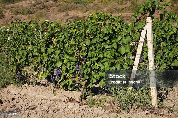 Vineyard In The Crimea Stock Photo - Download Image Now - Agriculture, Blue, Crimea