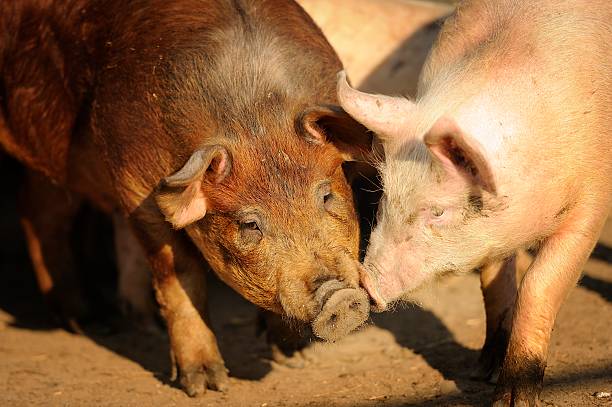 Two organic free-range pigs stock photo