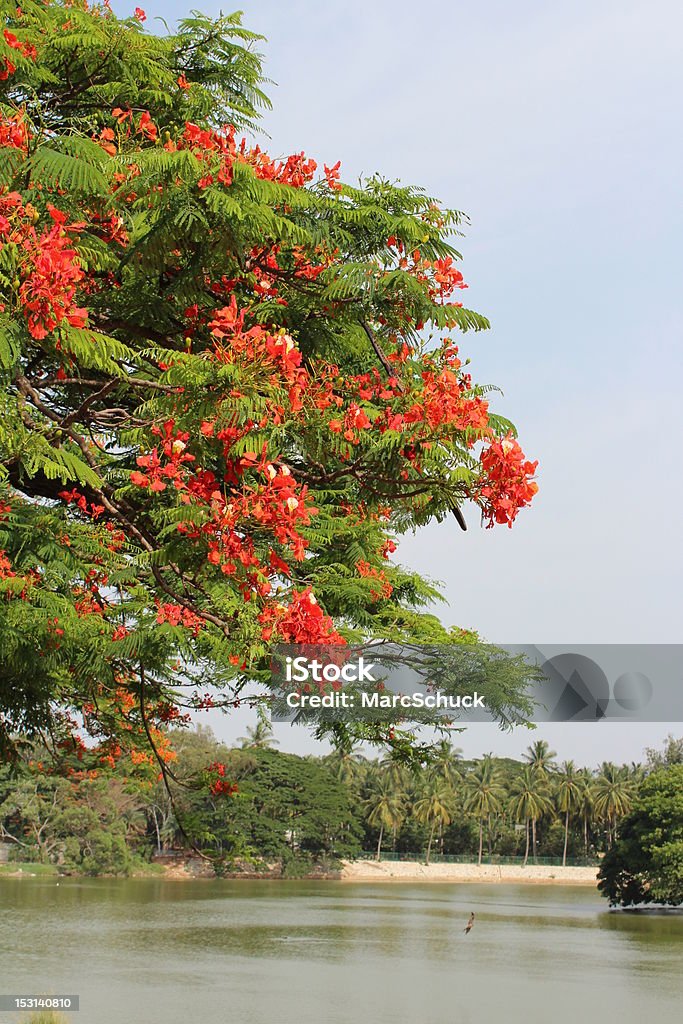 Vermelho árvore com flores na frente do Lago e palmas das mãos - Royalty-free Bangalore Foto de stock
