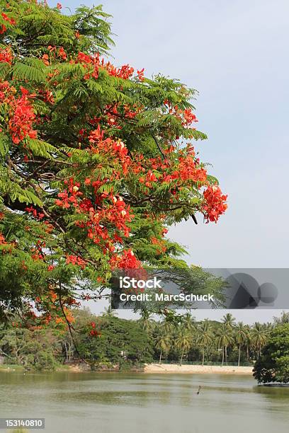 Vermelho Árvore Com Flores Na Frente Do Lago E Palmas Das Mãos - Fotografias de stock e mais imagens de Bangalore