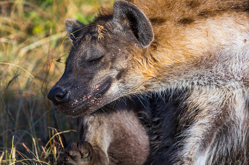 Spotted Hyena in Wildlife