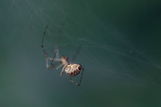 istock a spider's posterior sac 1531417911