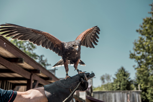 An bird of prey buzzard hawk on a handler's glove