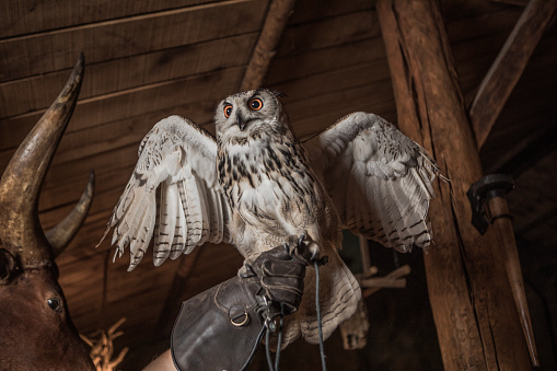 An bird of prey owlet on a handler's glove