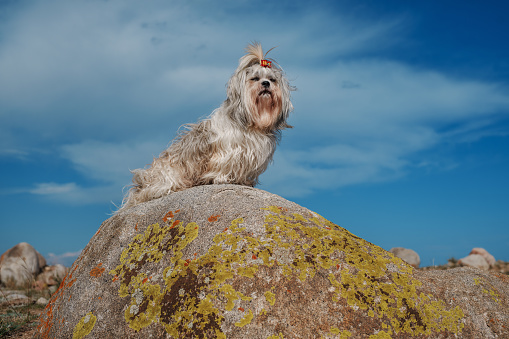 Shih tzu dog sitting on stone on mountains background