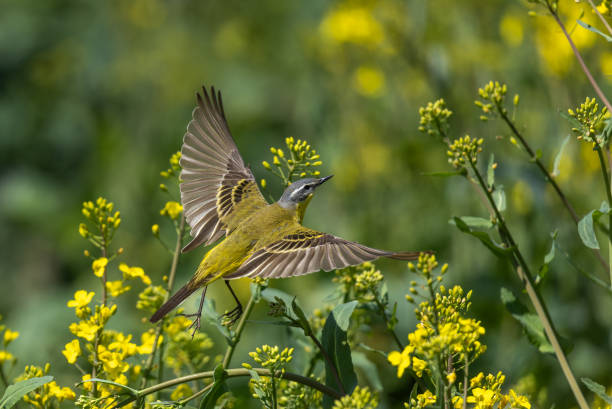 istock Flying male western yellow wagtail (Motacilla flava) 1531429646