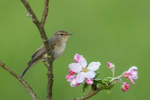 Male common chiffchaff (Phylloscopus collybita) perching on a flowering apple tree.