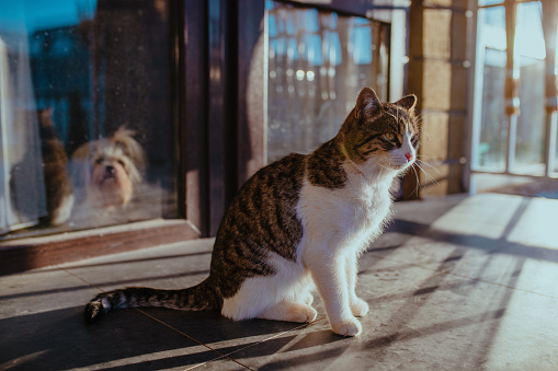 Cat and dog waiting for their master to come home