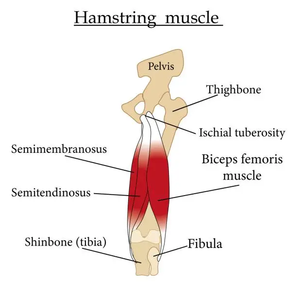 Vector illustration of Hamstring muscle infographic .Educational content for biology and medicine students.