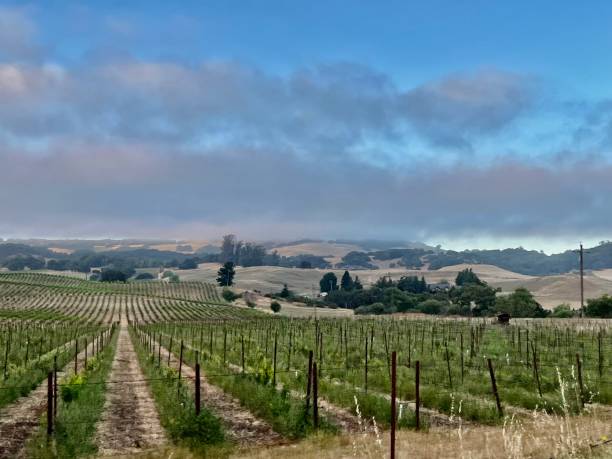 istock Road trip in Sonoma 1531433319