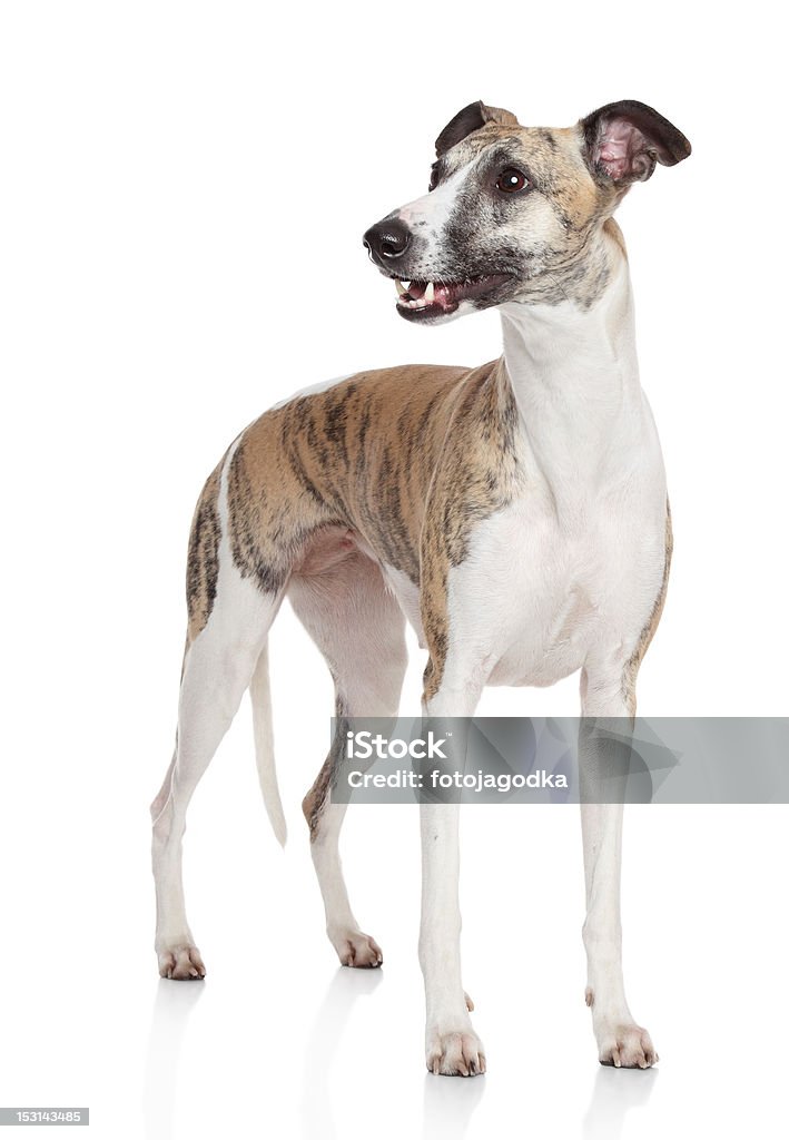Whippet dog stand auf weißem Hintergrund - Lizenzfrei Braun Stock-Foto