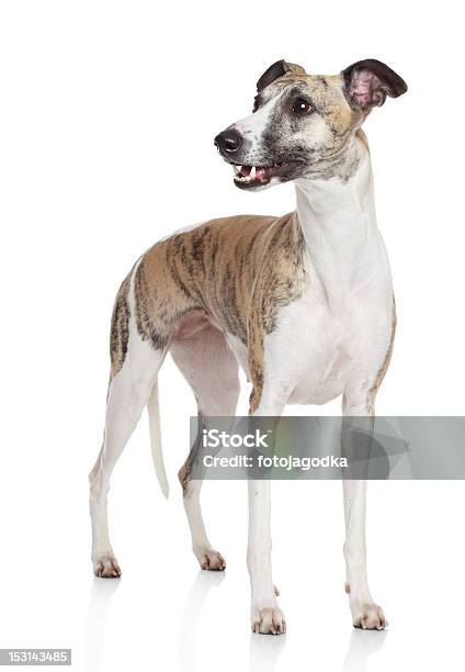 Whippet Dog Stand Auf Weißem Hintergrund Stockfoto und mehr Bilder von Braun - Braun, Fotografie, Greyhound - Hunderasse