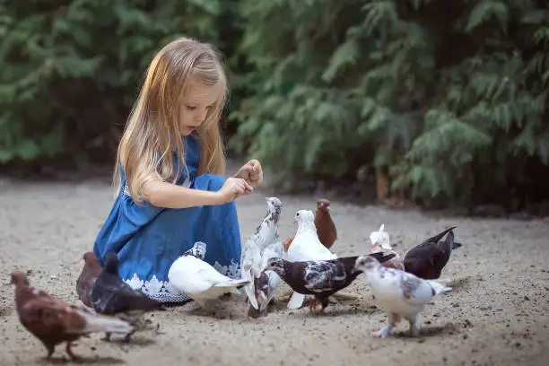A little girl with long blond hair feeds pigeons in the park. Children take care of animals on the street.