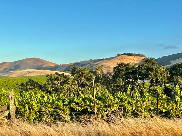 istock Road trip in Sonoma 1531437558