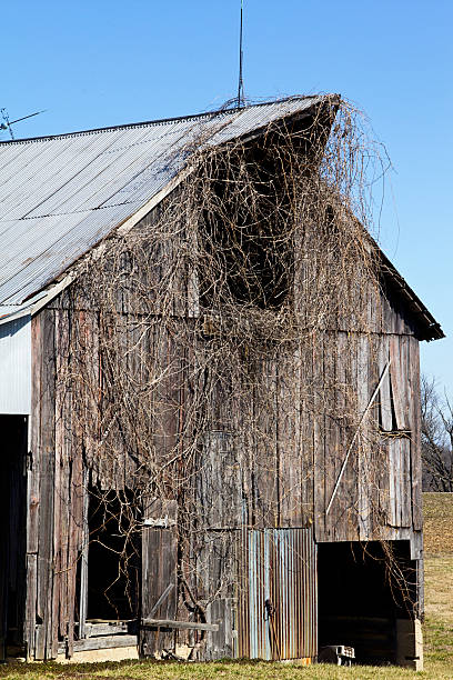 Old Barn with Vines and blue sky stock photo