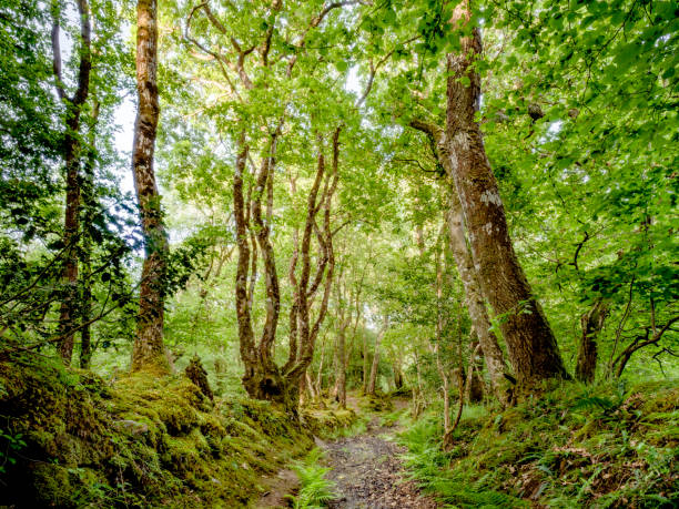 madera pentre ifan - bridle path fotografías e imágenes de stock