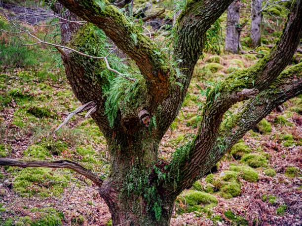 Cnwch wood in Elan Valley. Temperate rainforest. Close-up of tree with Polypody ferns and moss