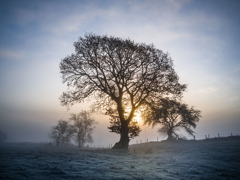 Three trees with sunrise and mist. Llanbister in Powys, Wales