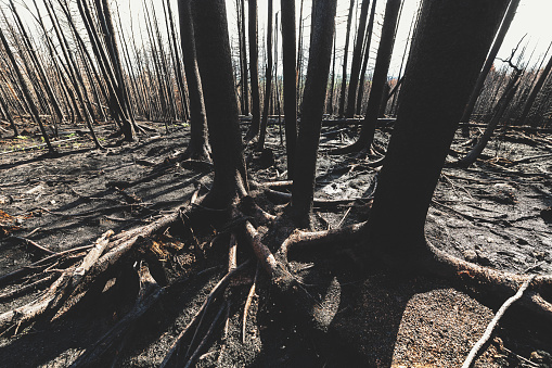 A charred landscape after a wildfire followed by heavy rain.