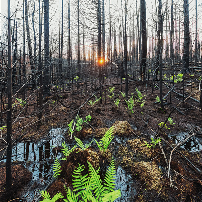 Sunset in a burnt woodland where small ferns have begun to grow after a wildfire and heavy rain.