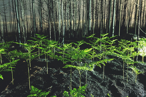 Night time in a burnt woodland where small ferns have begun to grow after a wildfire.