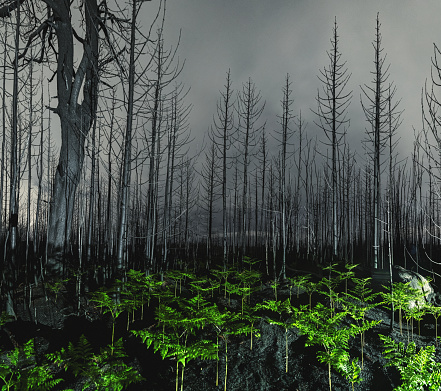 Night time in a burnt woodland where small ferns have begun to grow after a wildfire.